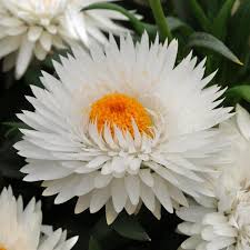 Bracteantha Dreamtime Jumbo Pure White
