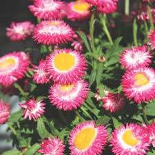 Bracteantha Dreamtime Jumbo Rose