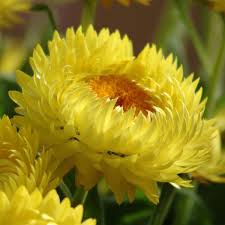 Bracteantha Dreamtime Jumbo Yellow