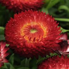 Bracteantha Dreamtime Red Jumbo