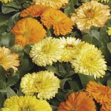 Calendula BonBon Mix
