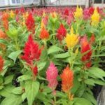 Celosia argentea Castle Mix