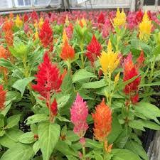 Celosia Castle Mix