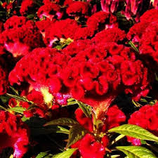 Celosia Twisted Red Current