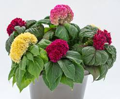 Celosia argentea Brainiac Mix Maxi