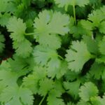 Coriandrum sativum Cilantro
