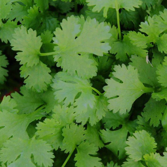 Coriandrum sativum Cilantro