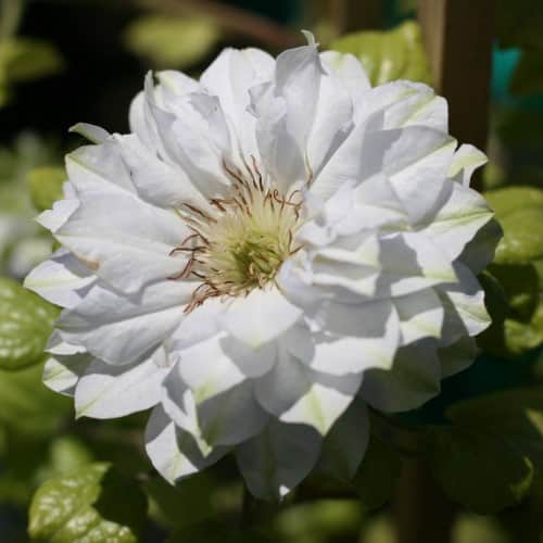 Clematis ‘Diamond Ball’ (PW) / ‘Diamond Ball’ Clematis