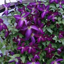 Clematis Happy Jack Purple