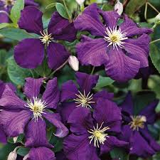 Clematis Jackmanii