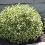 Cornus alba Ivory Halo Dogwood