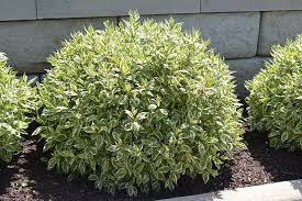 Cornus alba Ivory Halo Dogwood