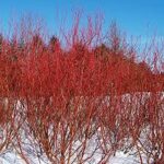 Cornus baileyi Red Twig Dogwood