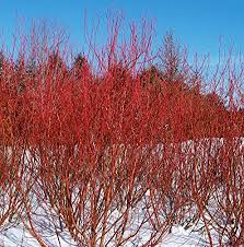 Cornus baileyi Red Twig Dogwood