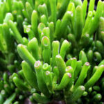 Crassula ovata Gollum