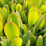 Crassula argentea