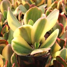 Crassula rubricaulis