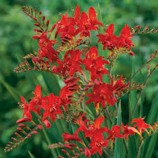 Crocosmia ‘Lucifer’