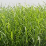 Cymbopogon citratus Lemon Grass