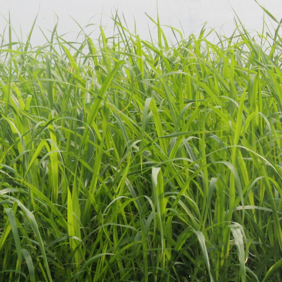 Cymbopogon citratus