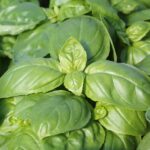 Ocimum basilicum Basil Dolce Fresca