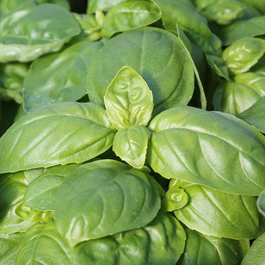 Dolce Fresca Basil