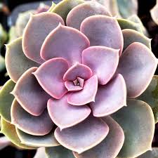 Echeveria Perle von Nurnberg