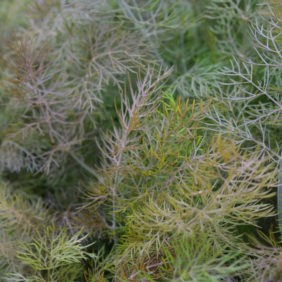 Fennel