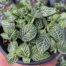 Fittonia Zebrano