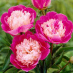 Paeonia lactiflora Gay Paree Peony