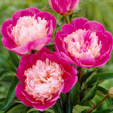 Gay Paree Peony