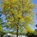 Gleditsia triacanthos Sunburst Honeylocust