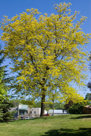 Gleditsia triacanthos