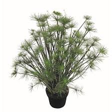 Grass, Cyperus prolifer Cleopatra