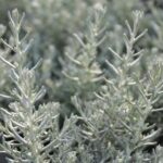 Helichrysum italicum Curry