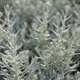 Helichrysum italicum