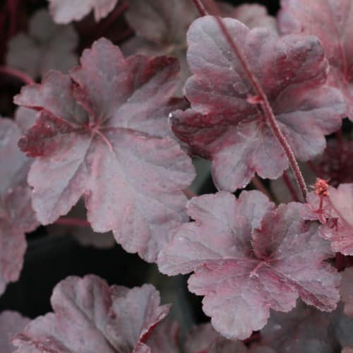 Heuchera ‘Obsidian’ / ‘Obsidian’ Coral Bells