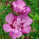 Hibiscus syriacus First Editions Tahiti