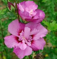 Hibiscus syr First Editions Tahiti