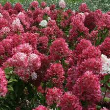 Hydrangea paniculata First Editions Diamond Rouge