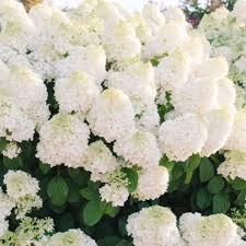 Hydrangea paniculata First Editions Little Hottie