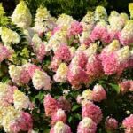 Hydrangea paniculata First Editions Strawberry Sundae