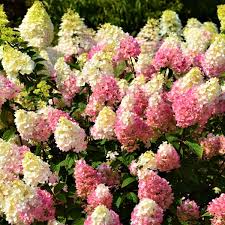 Hydrangea paniculata First Editions Strawberry Sundae