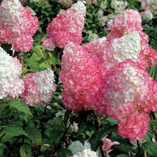 Hydrangea paniculata First Editions Vanilla Strawberry