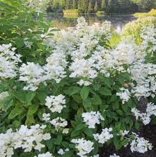 Hydrangea paniculata First Editions White Diamonds