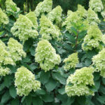 Hydrangea paniculata Limelight Prime