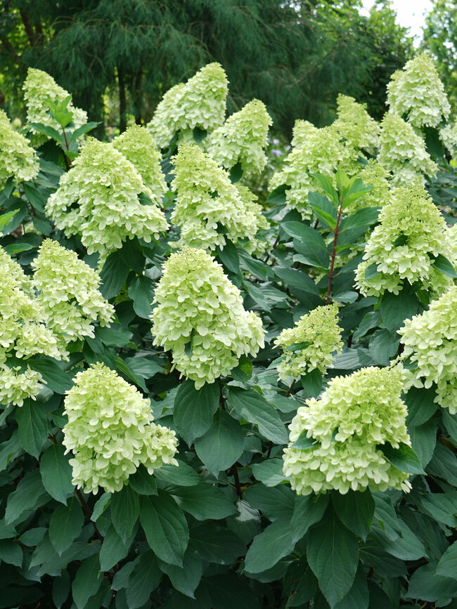 Hydrangea paniculata Limelight Prime