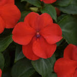 Impatiens walleriana Beacon Bright Red