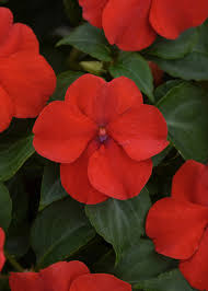 Impatiens walleriana Beacon Bright Red