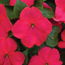 Impatiens walleriana Beacon Lipstick